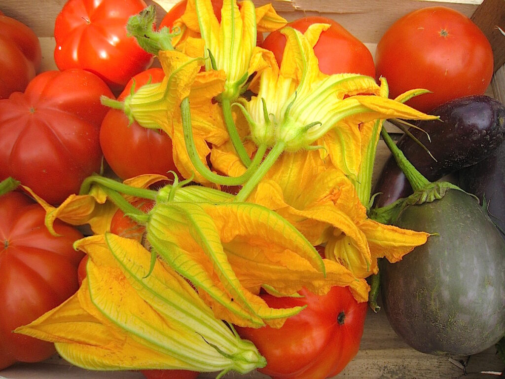 Am Gardasee schmecken Tomaten noch nach Tomaten und nicht nach Wasser