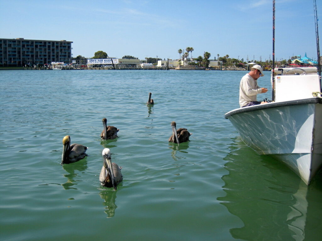 Florida - Natur & Kultur - Pelikane gehören dazu 