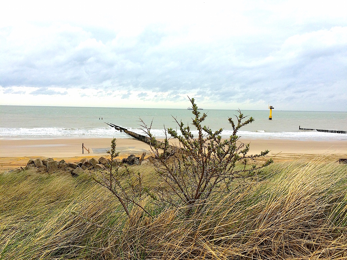 Der Strand von Cadzand, wo das Meeresgemüse wächst.