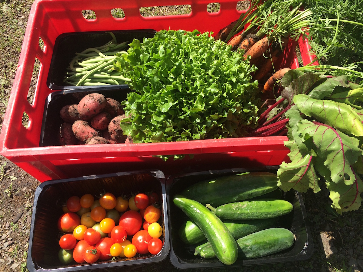 Tomaten, Gurken, Möhren und viele andere Gemüsesorten gedeihen in dem Garten