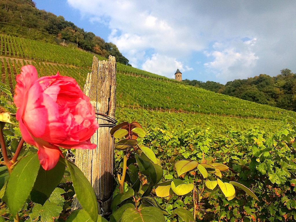 Geheimtipps der NRW-Wanderwege - Weinwandern im Siebengebirge