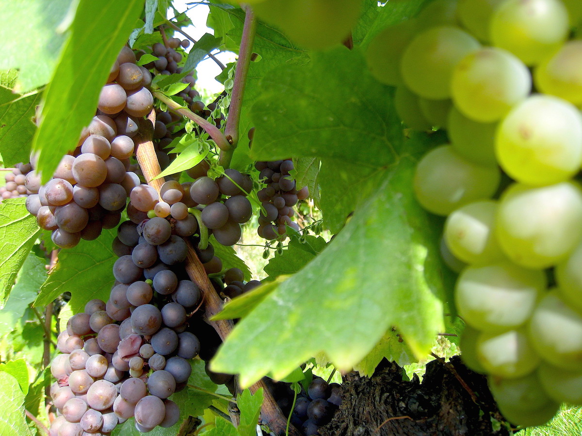 Weinwandern und Weingenuss im Siebengebirge - Reife Trauben sind stets ein appetitlicher Anblick