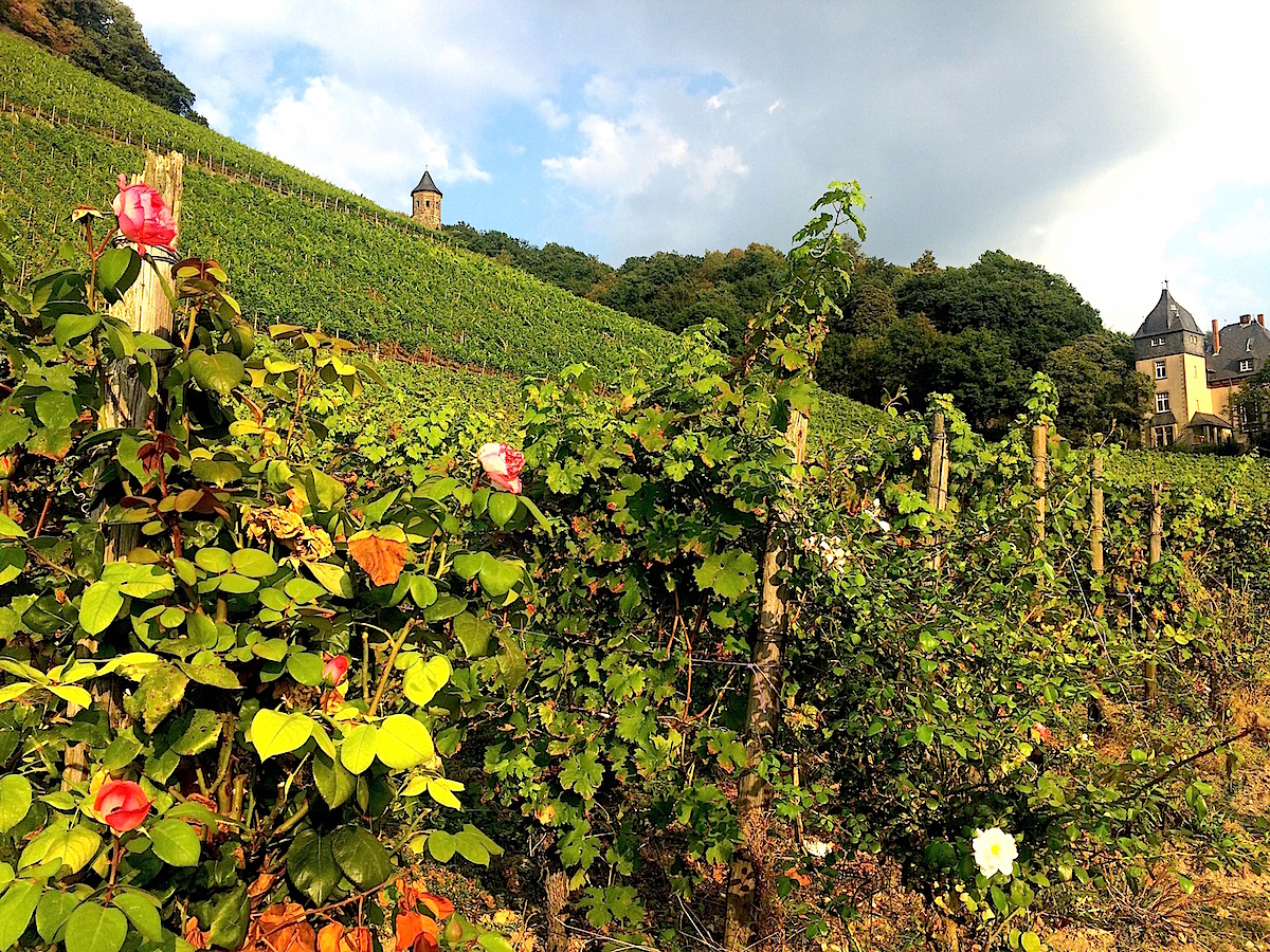 Steile Hänge im Siebengebirge - Weinwandern und Weingenuss im Siebengebirge
