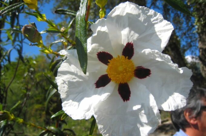 Zarte Blüte auf der Blumeninsel im Lago Maggiore