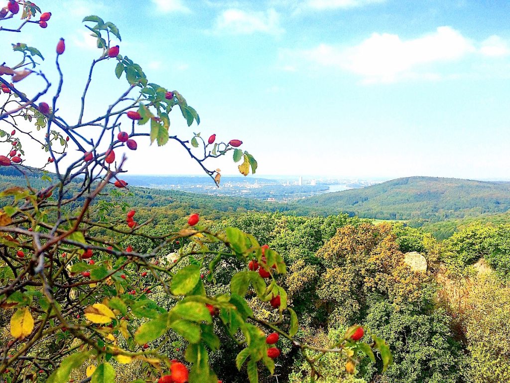 Die schönsten Etappen auf dem Rheinsteig bieten überall ein spektakuläres Panorama