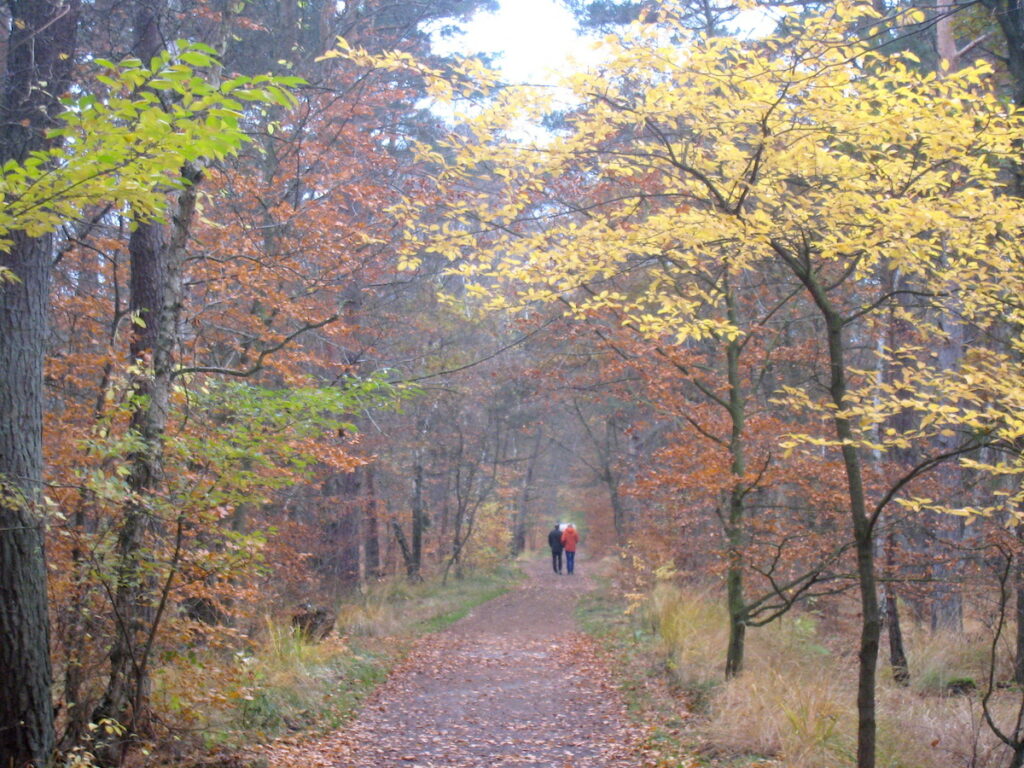 Auch ausgedehnte Wälder gehören zum Nationalpark Torpommersche Boddenlandschaft