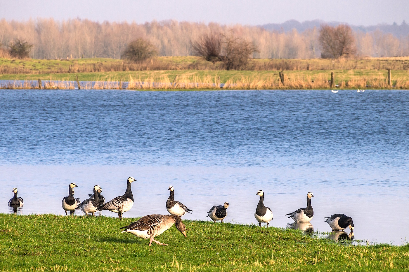 Verschiedene Gänsearten bevölkern in den Wintermonaten die Bislicher Insel (c) Chr. Sprave