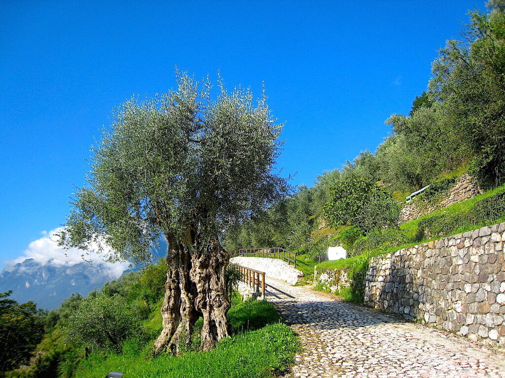 Dieser Olivenbaum ist ein Naturdenkmal im Norden des Gardasees