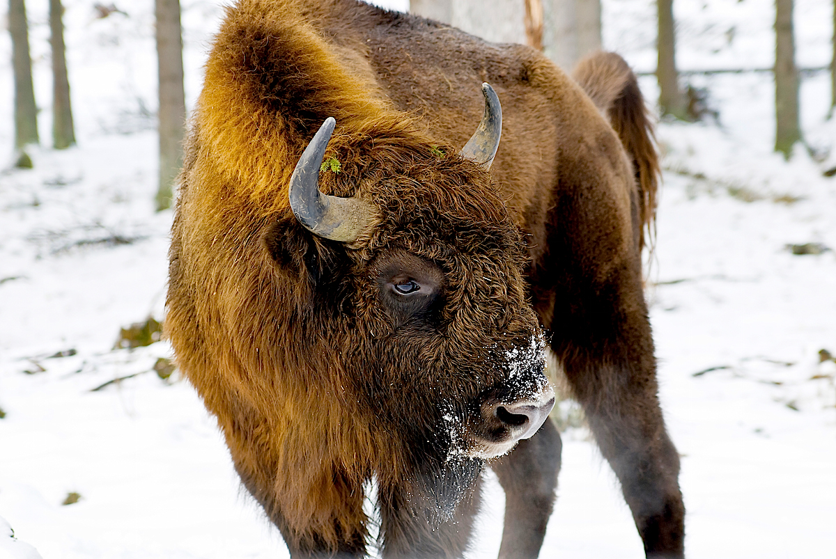 Ausgewachsenes Wisent im Schnee