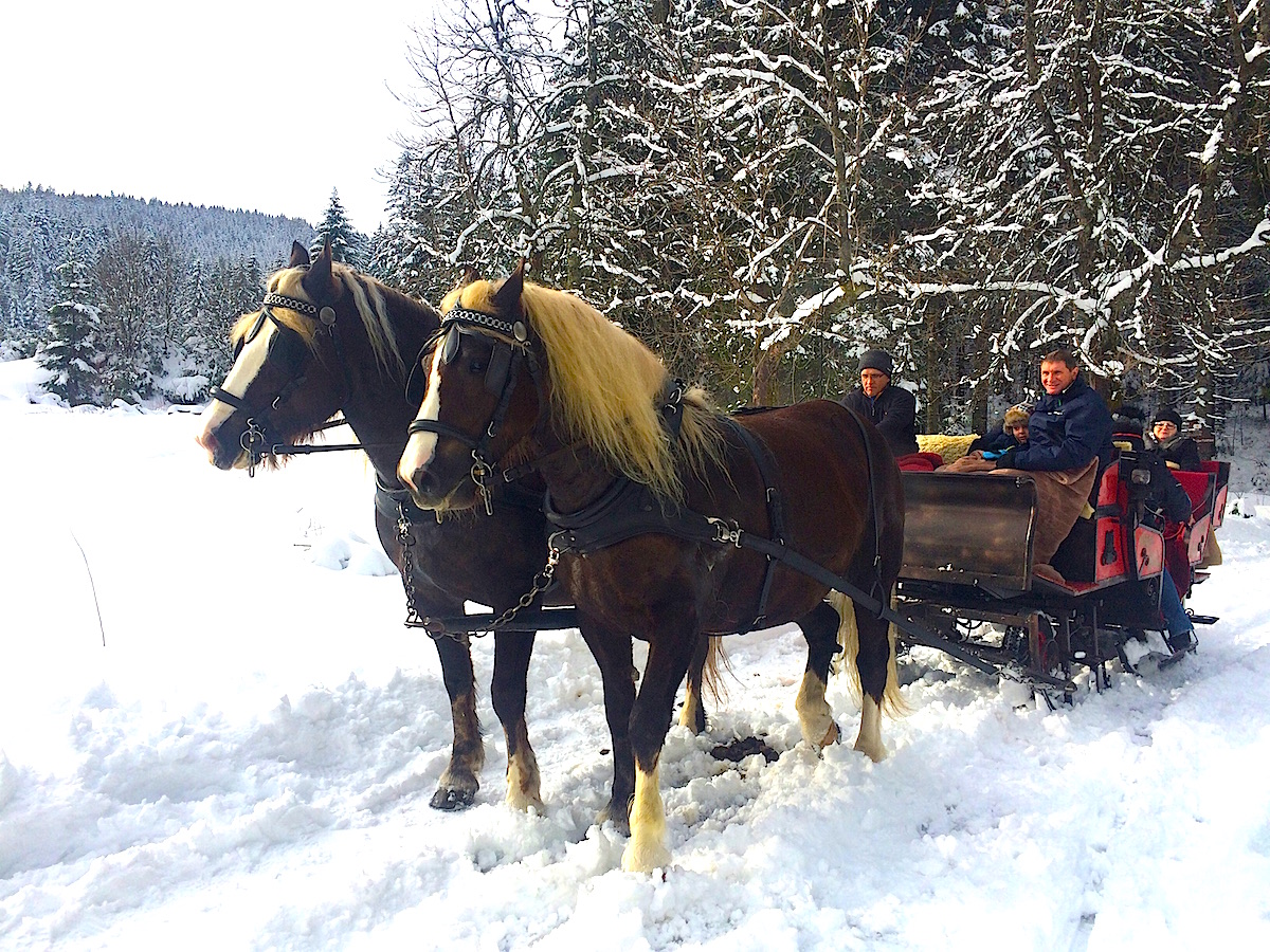 Romantische Kutschfahrt im Nationalpark Schwarzwald