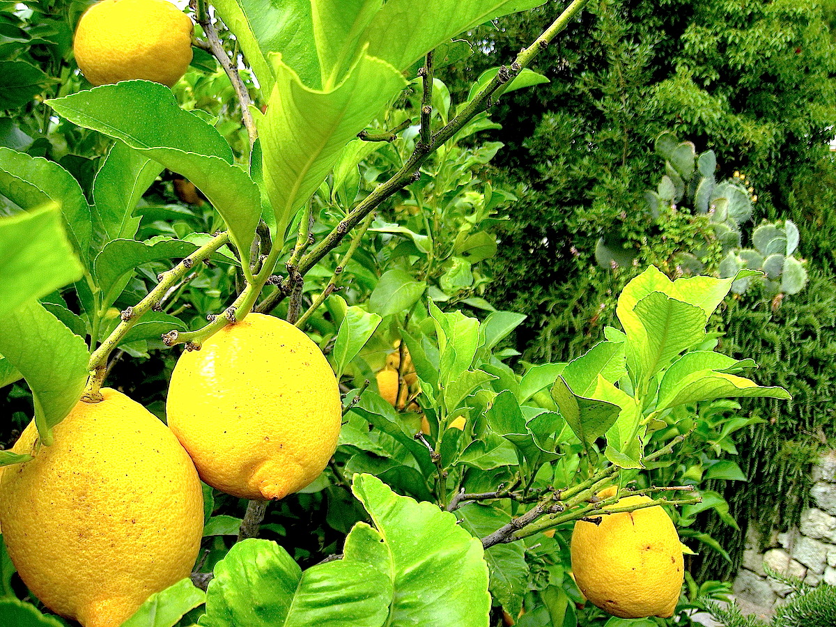 Der intensive Duft von Zitronen liegt in Procida überall in der Luft.
