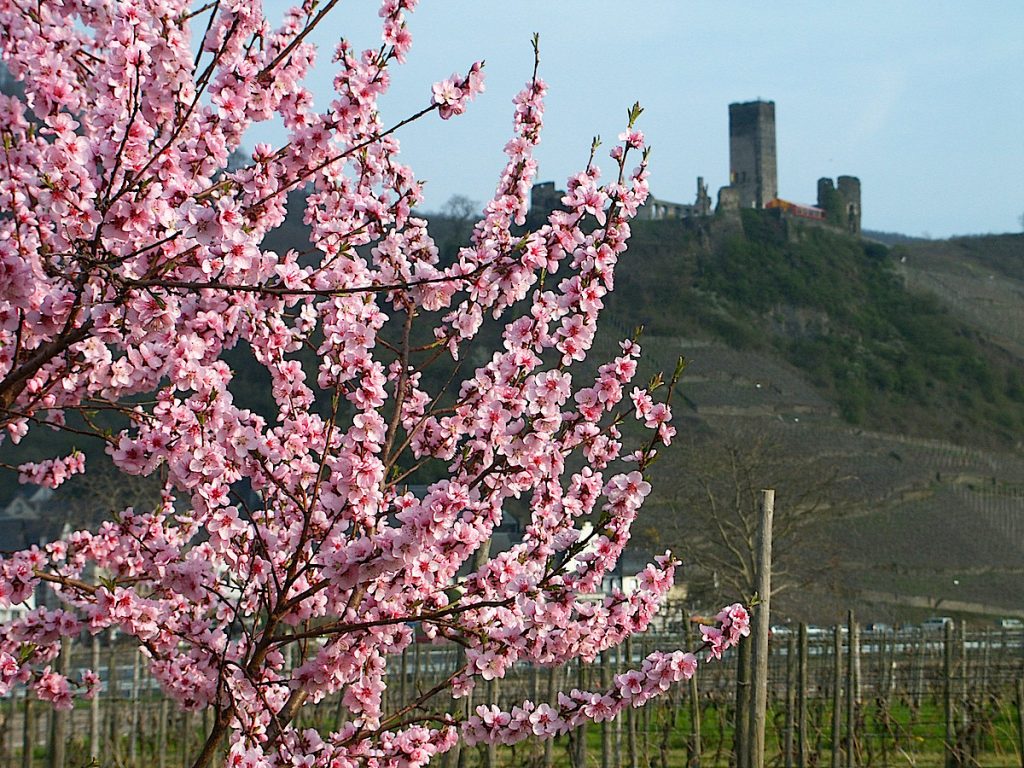 Naturschauspiel der Pfälzer Mandelblüte - ein Traum in pink.