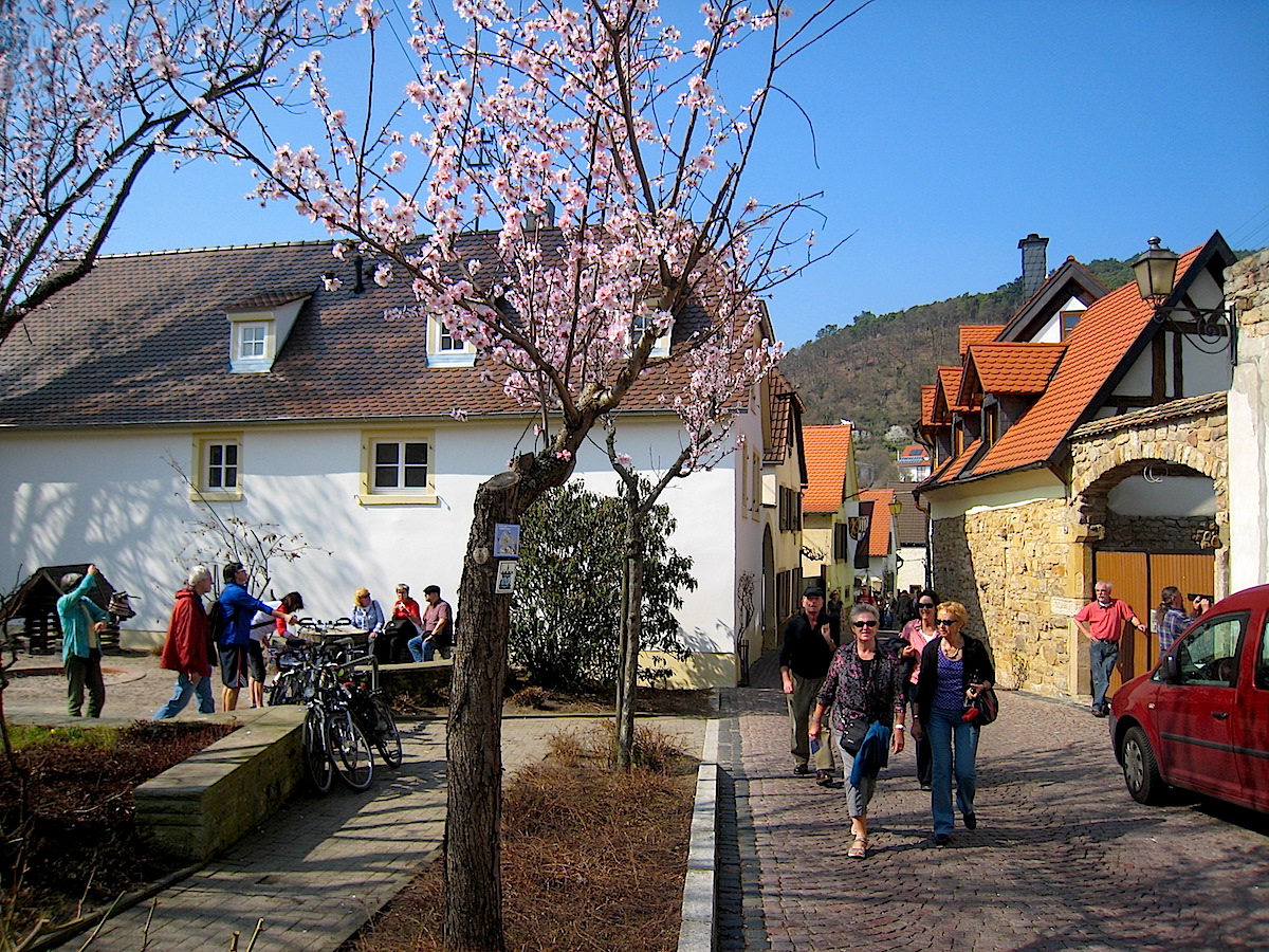 Das Naturschauspiel der Pfälzer Mandelblüte kann auch erwandert werden.