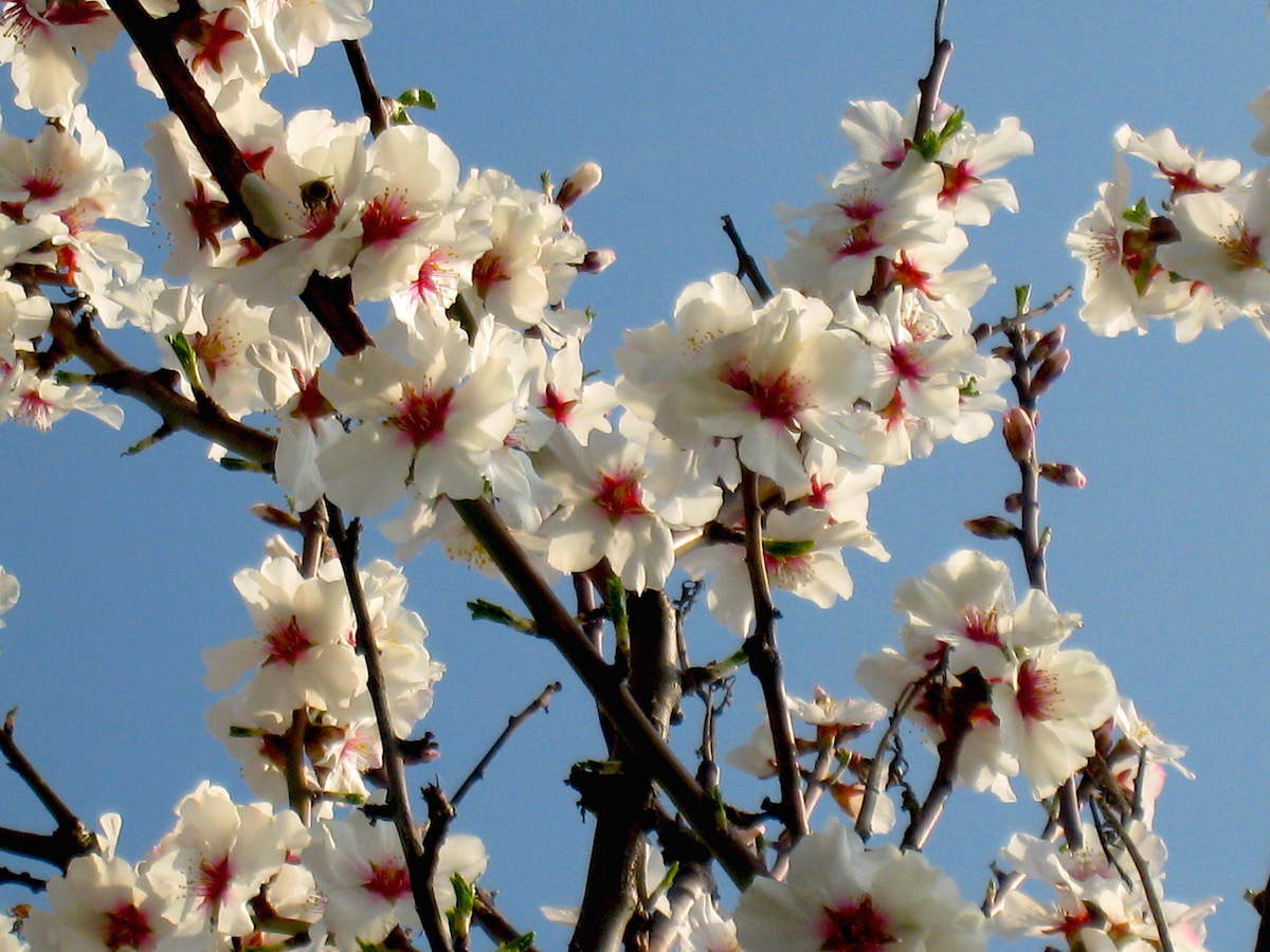 Naturschauspiel der Pfälzer Mandelblüte  - ein Traum in weiß.