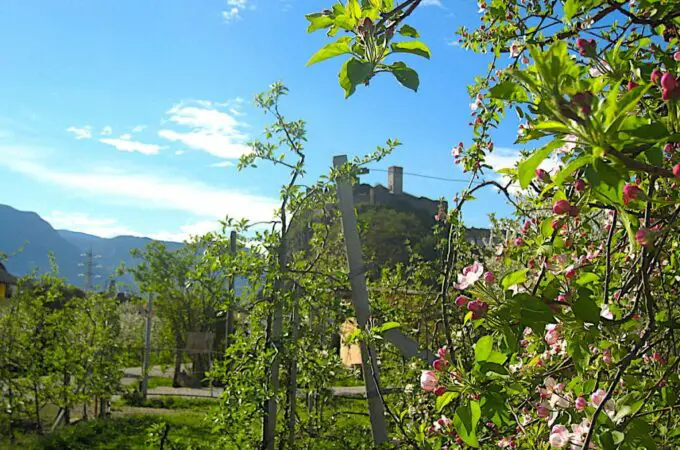 Naturschauspiel der Apfelblüte in Südtirol