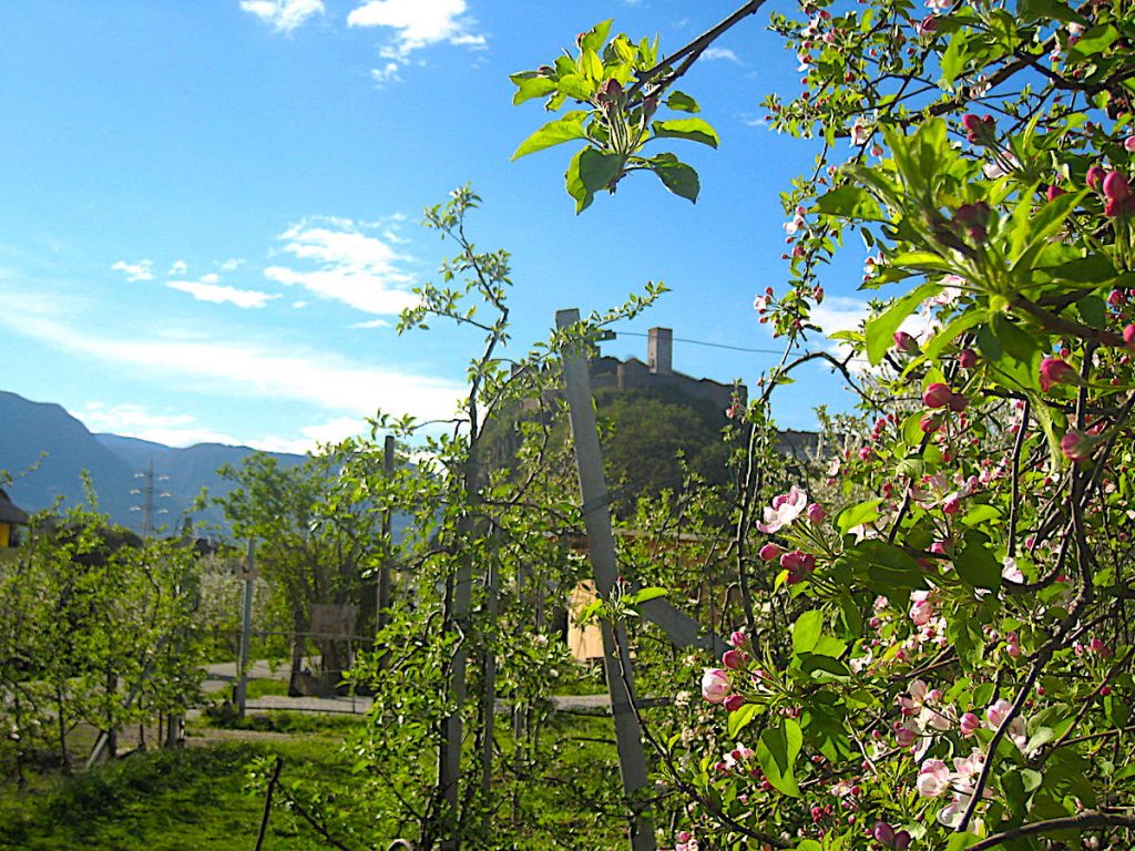 Naturschauspiel der Apfelblüte in Südtirol