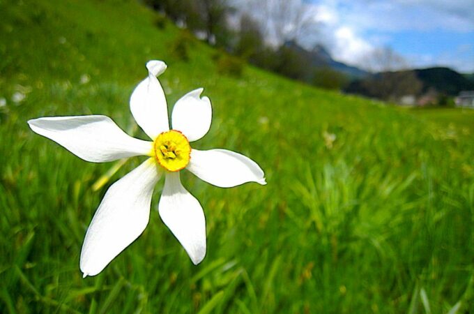 Zur Narzissenblüte ins Ausseerland