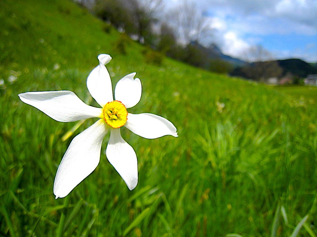 Zur Narzissenblüte ins Ausseerland