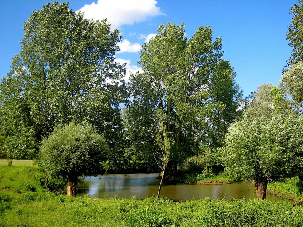 Natur pur auf dem EmsRadweg im Münsterland