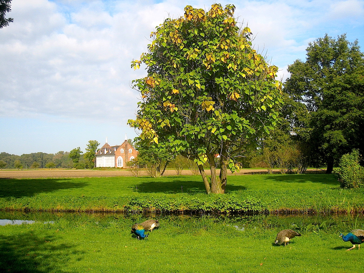 Pfauen im Gartenreich Dessau-Wörlitz