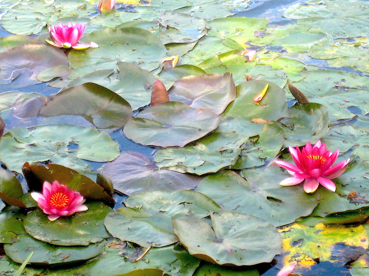 Seerosen im Gartenreich Dessau-Wörlitz