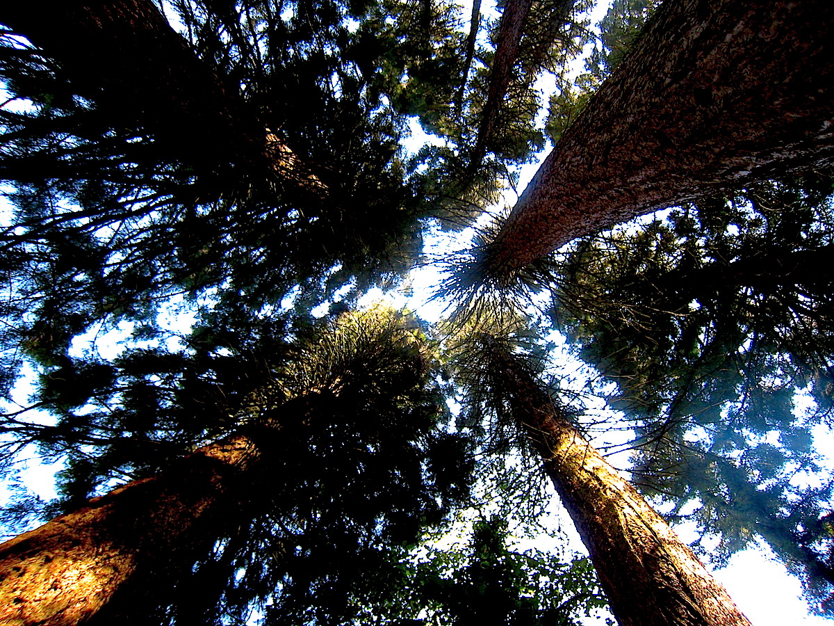 40 Meter messen die größten Mammutbäume auf der Sequoiafarm am Niederrhein