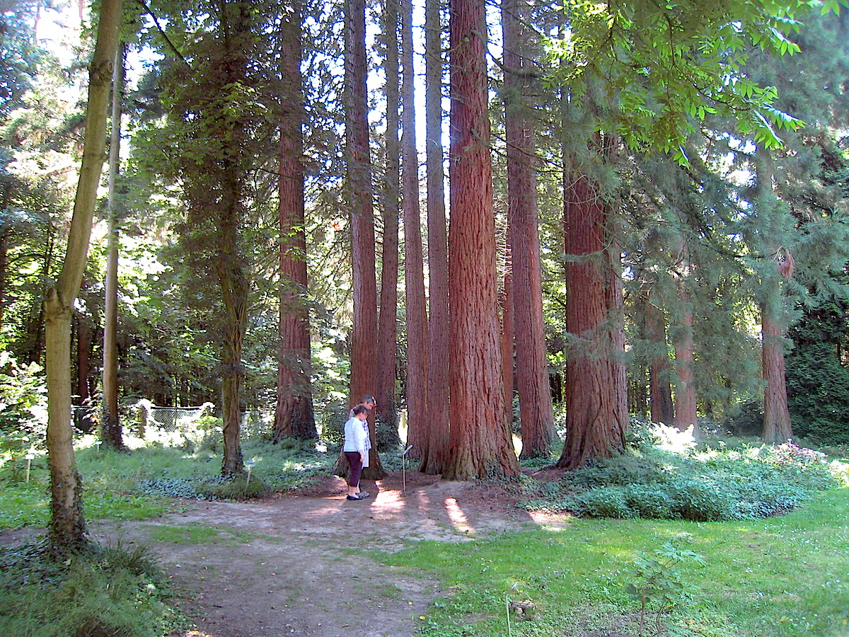 Die Sequoiafarm am Niederrhein kann kostenlos besucht werden