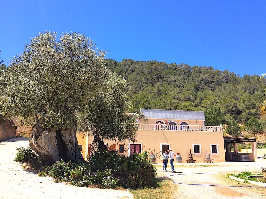 Parallel zum Agroturismo hat sich auch der Weinanbau auf Ibiza in den letzten Jahren enorm entwickelt. Das Weingut Sa Cova liegt inmitten eines Naturschutzgebietes