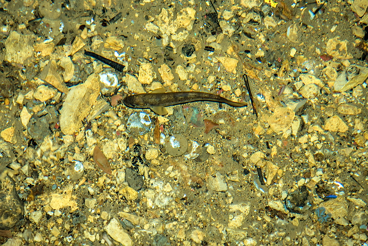 Forelle im unterirdischen Fluss