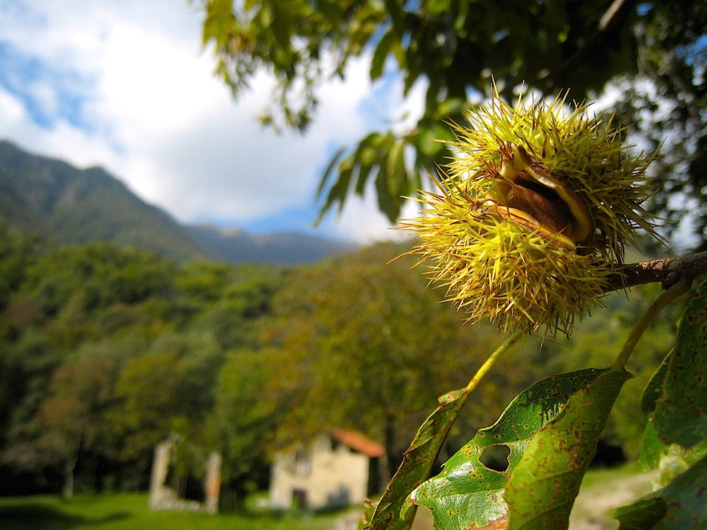 Auch der Kastanienwanderweg im Tessin ist eine Möglichkeit, Urlaub in der Schweiz zu machen.