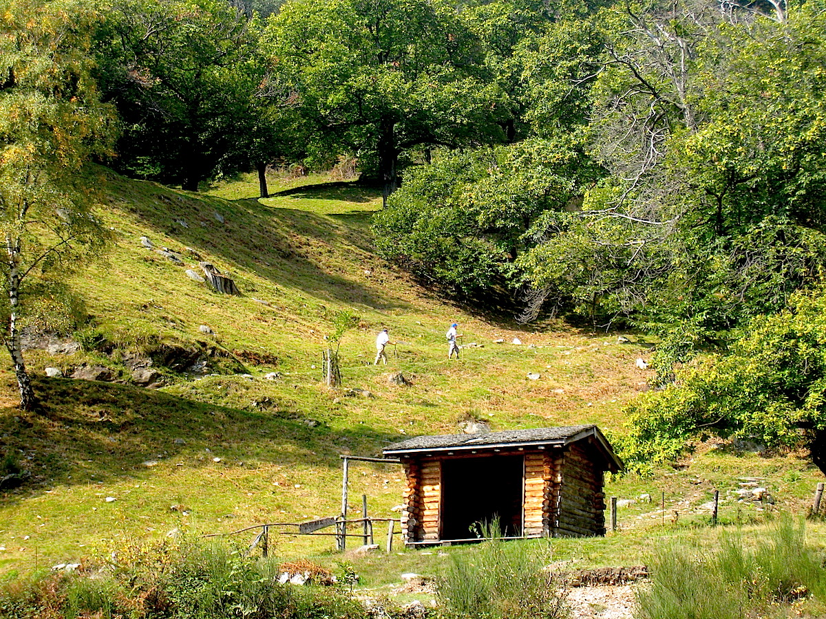 Der Kastanienwanderweg im Tessin
