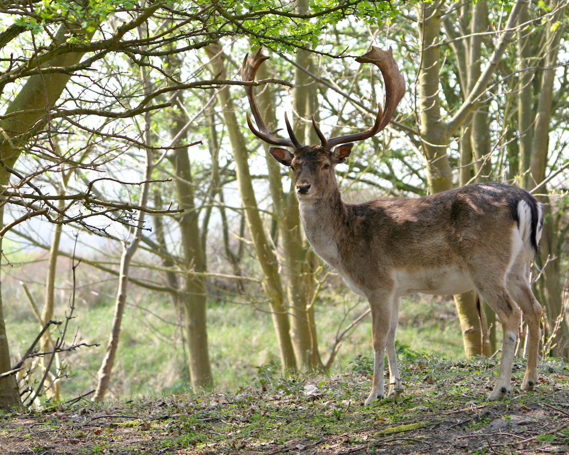 лес. пятнистый олень в лесу. олень в лесу. художник-анималист дастин ван вечел. благородный олень.