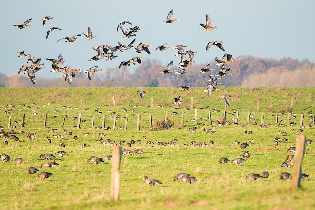 Gänseschwarm im Anflug Bislicher Foto Ch. Sprave