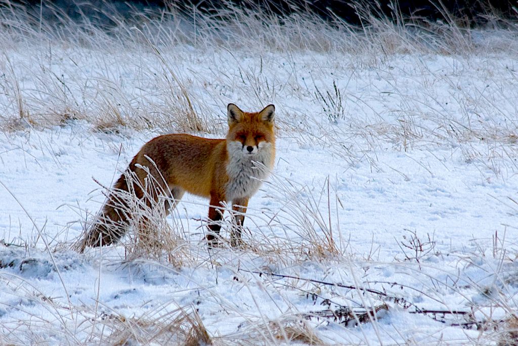 Fuchs auf der Dreiborner Hochfläche ©Nationalparkverwaltung Eifel/Helmut Pieper