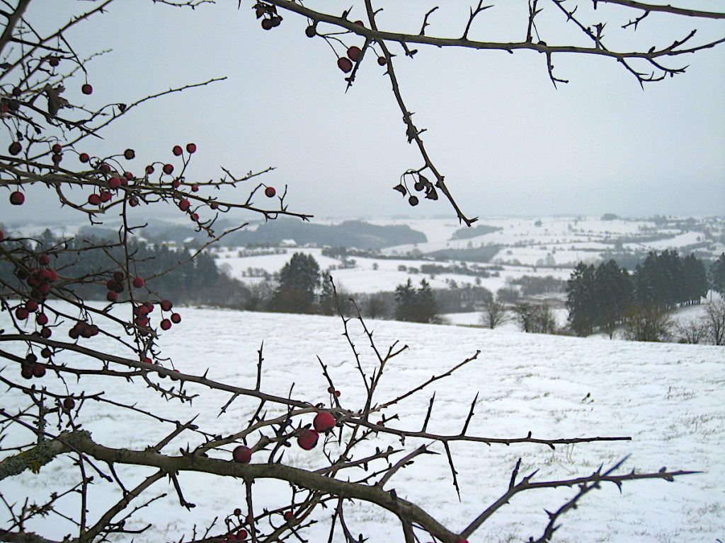 Hohes Venn - Winterlandschaft bei Manderfelt