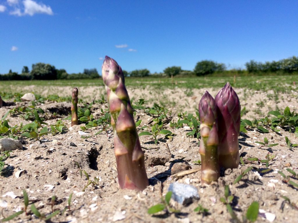 Odsherred gilt als der Gemüsgarten Dänemarks