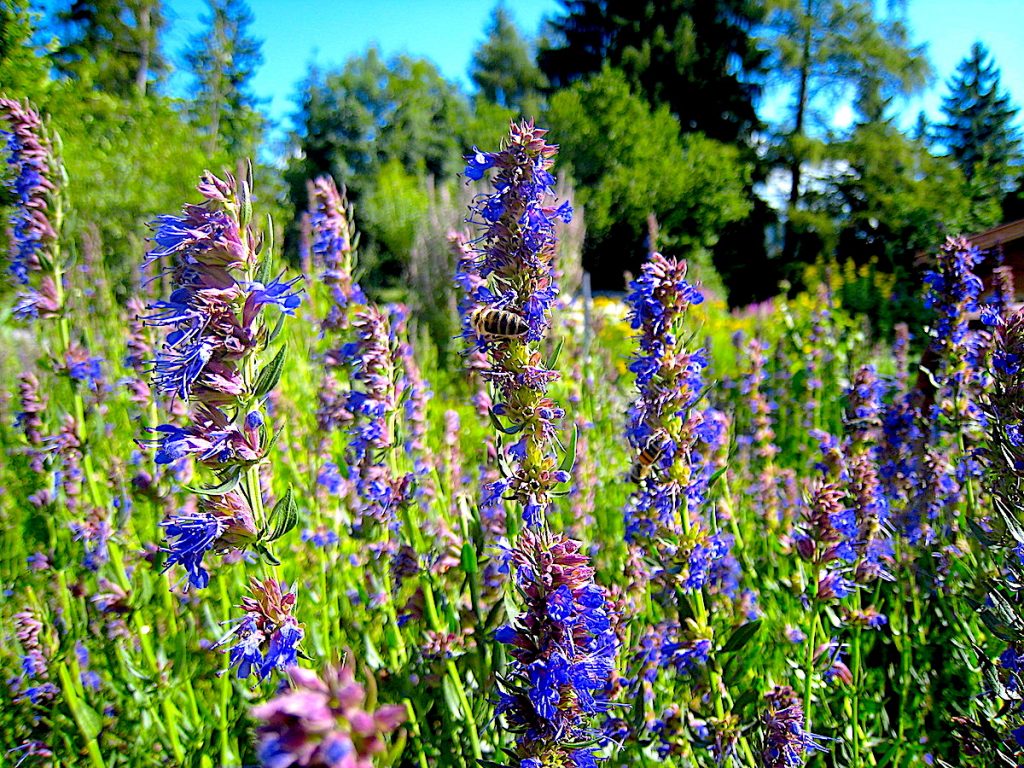 Blumen und Bienen
