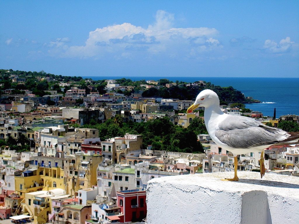 Procida mit Möwe