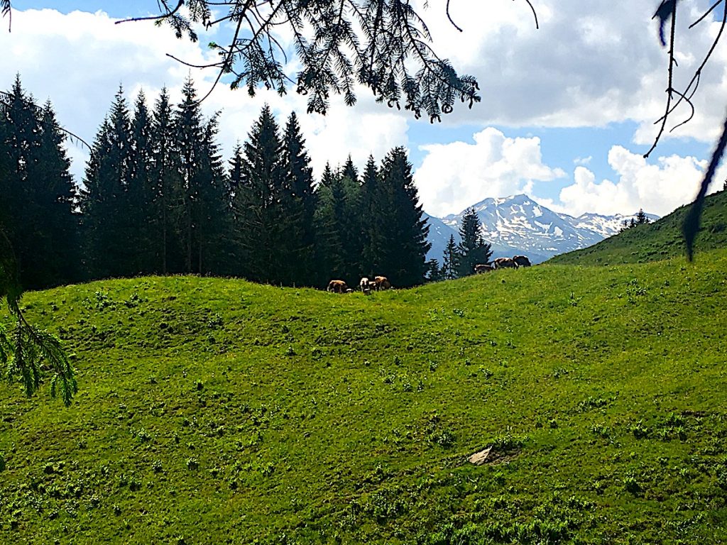 Yogawochen in Gastein Kühe