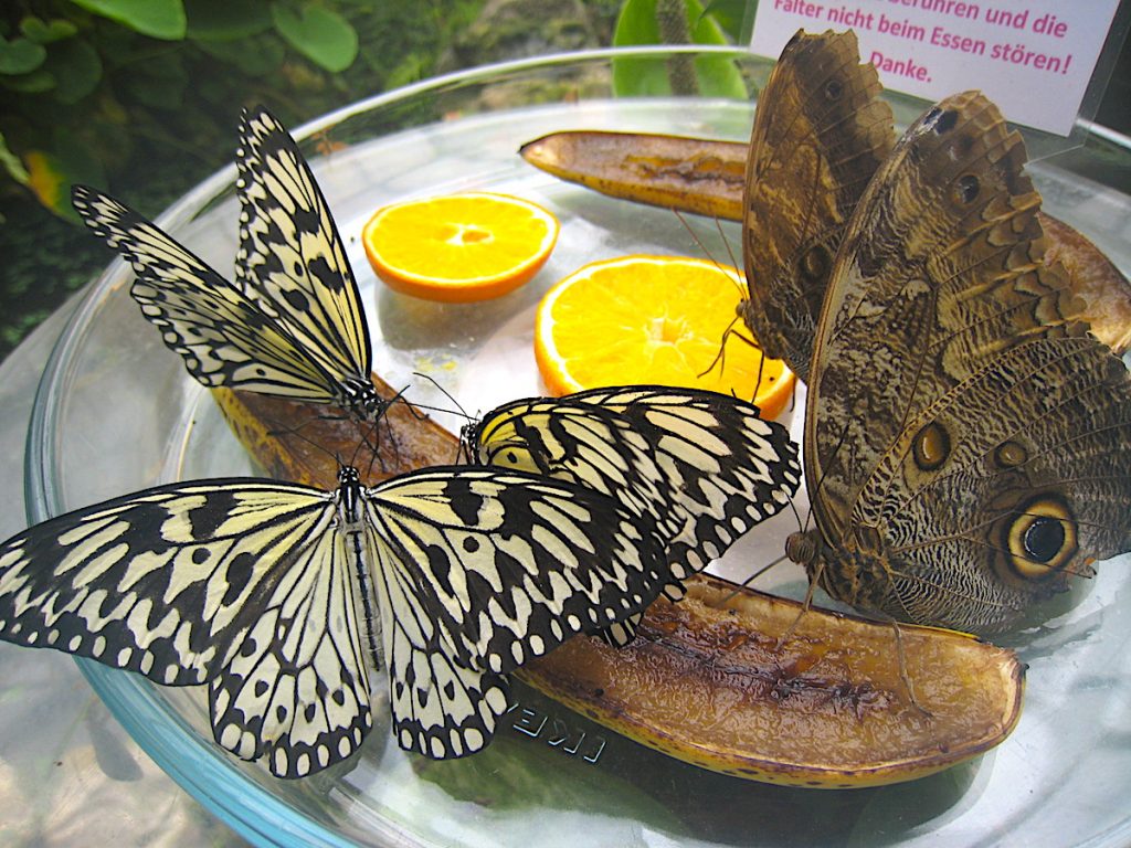 Frühstück im Garten der Schmetterlinge
