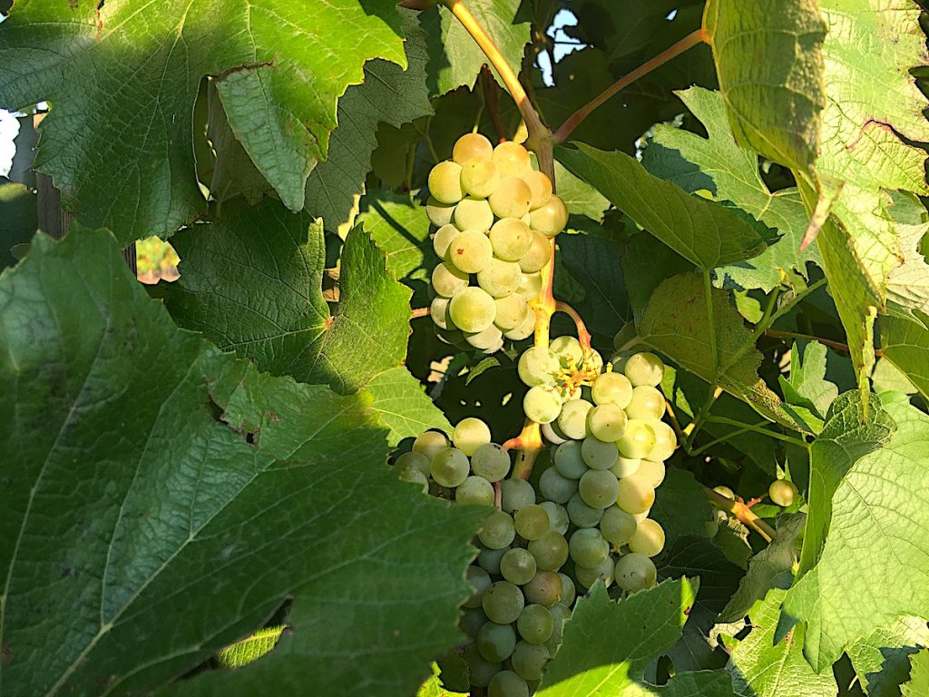 Ein Geschmackserlebnis beim Urlaub am Winzerhof