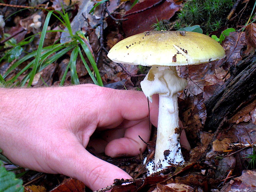 Pilze sammeln im Schwarzwald