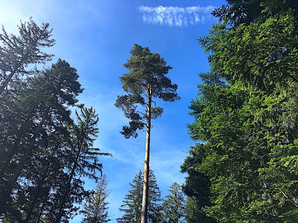 Genusswandern im Ferienland Schwarzwald - Baumwipfel