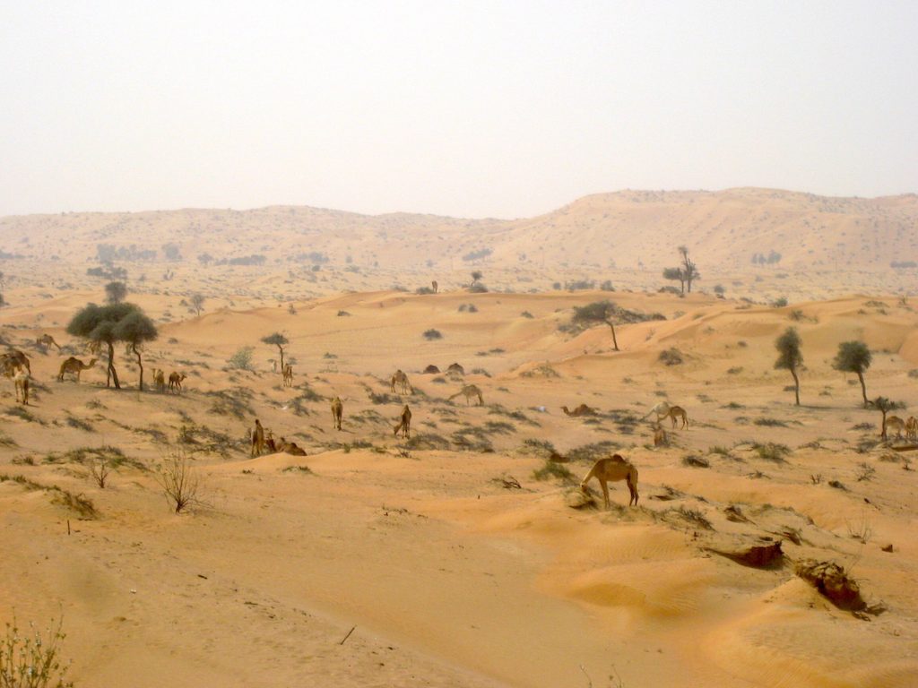 Kamele in der Wüste von Dubais Nachbarstaat