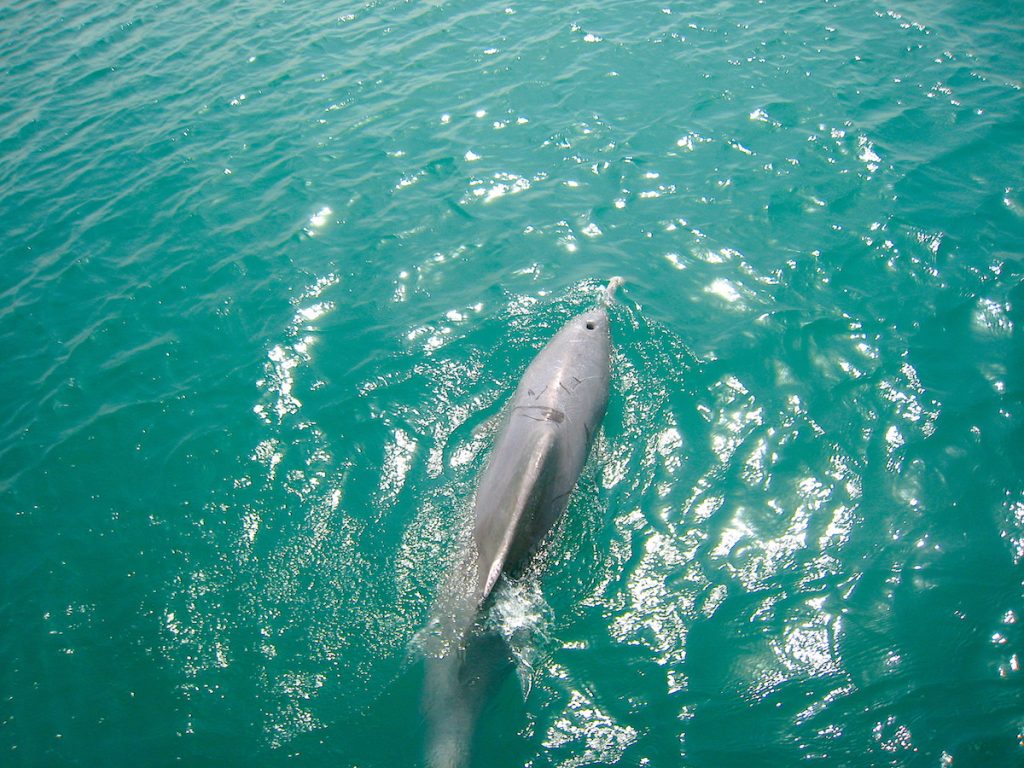 Wer Glück hat, begegnet auf See Delfinen