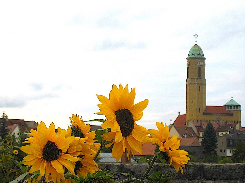 Sonnenblumen in 
Bamberg 