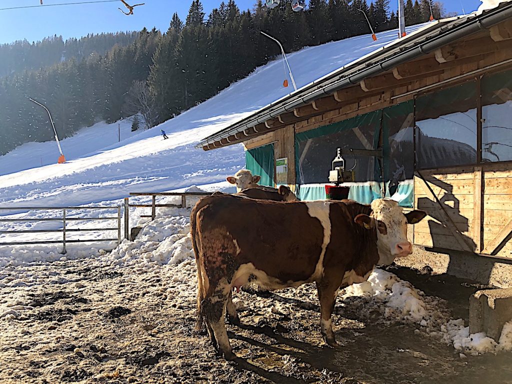 Sanfter Winter in Österreich - vorne Kuh, hinten Skifahrer