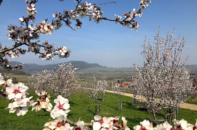 Wanderung auf dem Mandelpfad