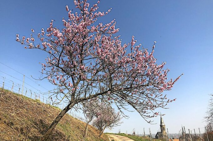 Rosa blühender Mandelbaum in der Pfalz