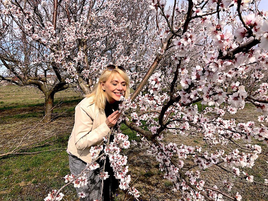 Urlaub in Deutschland bietet ländliche Idylle, etwa bei der Mandelblüte in der Pfalz.